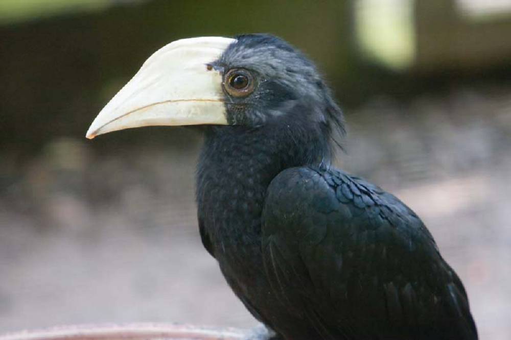 black hornbill