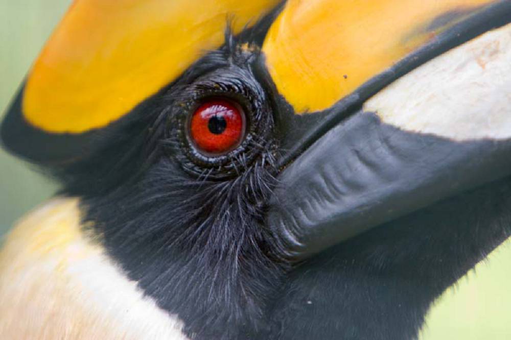 Hornbill eye