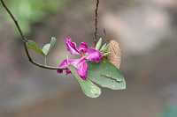 orchid in bird park