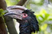 red eyed hornbill
